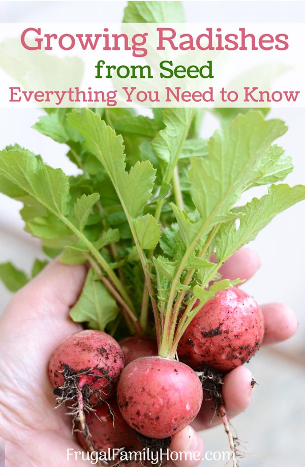 Growing radishes from seed