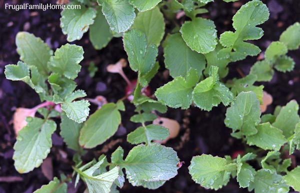 Radish seedlings growing good