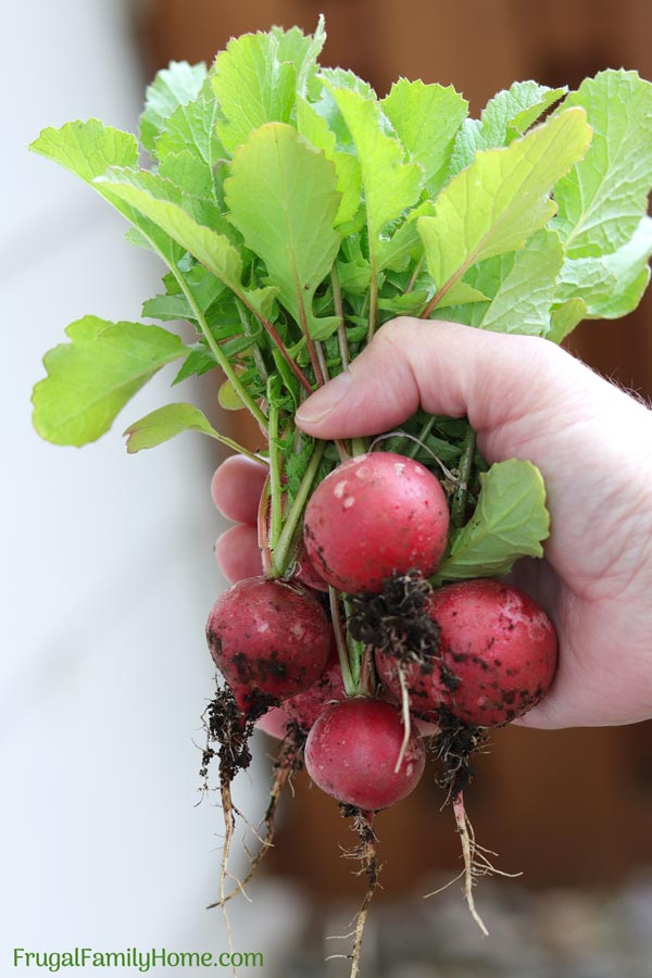 A bundle of radishes grown from seed.