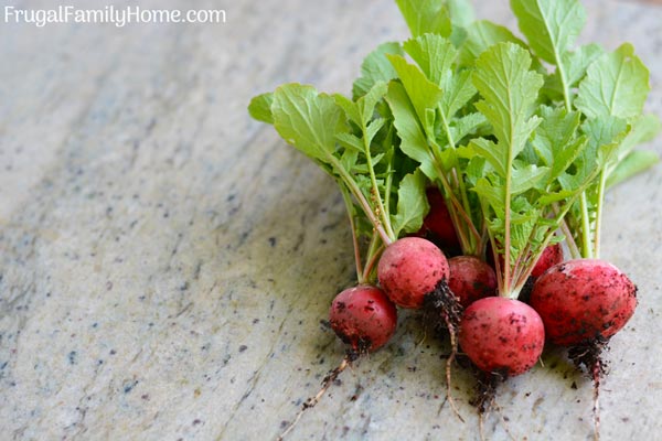 Radishes grown from seed in our garden