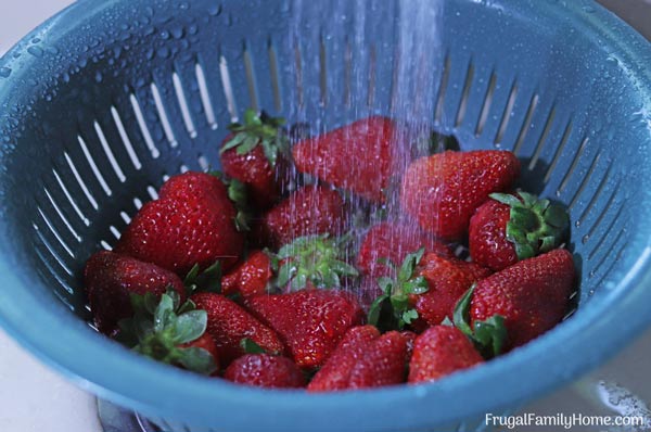 Rinsing the strawberries