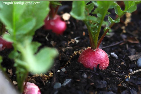 Radishes growing in our backyard garden