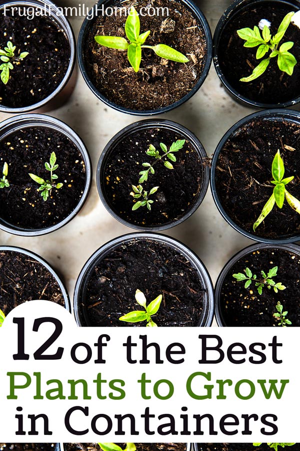 Container gardening: ten easy vegetables to grow in pots, and how to do it  - Growing Family