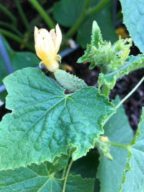 cucumbers growing in pots