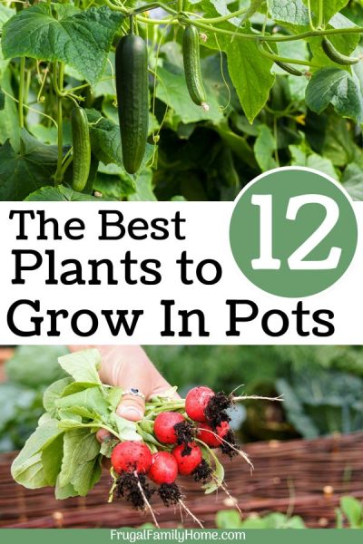 The Best 12 Plants to Grow in Containers | Frugal Family Home