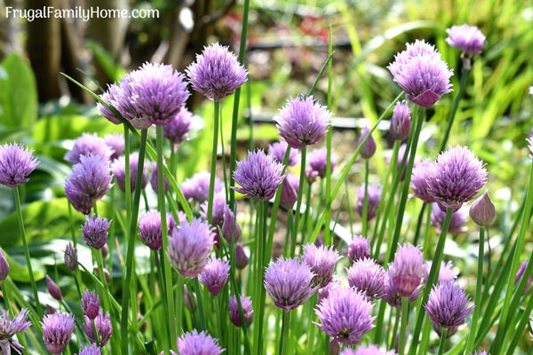 Chives growing in pots