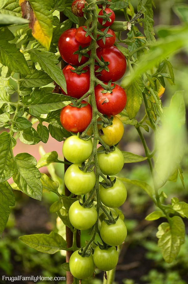 Cherry tomatoes growing in pots
