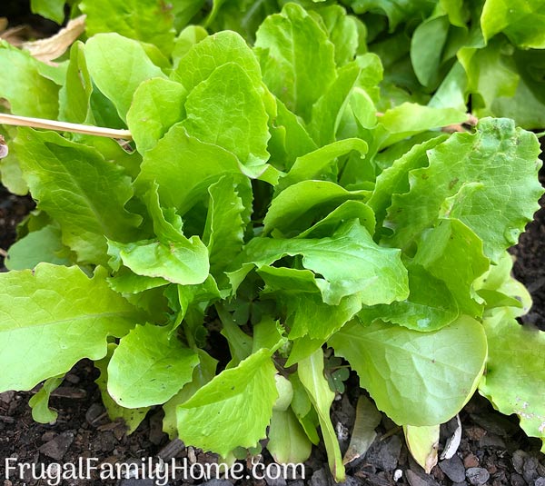 Lettuce plants to grow in a container garden