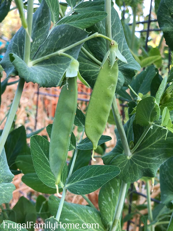 Peas can be grown in pots