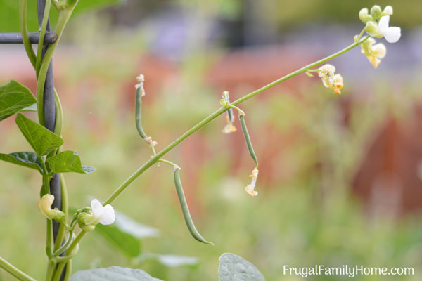 baby green beans growing on the vine