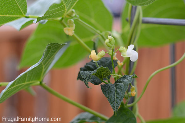 The green bean blossoms on the vine. 