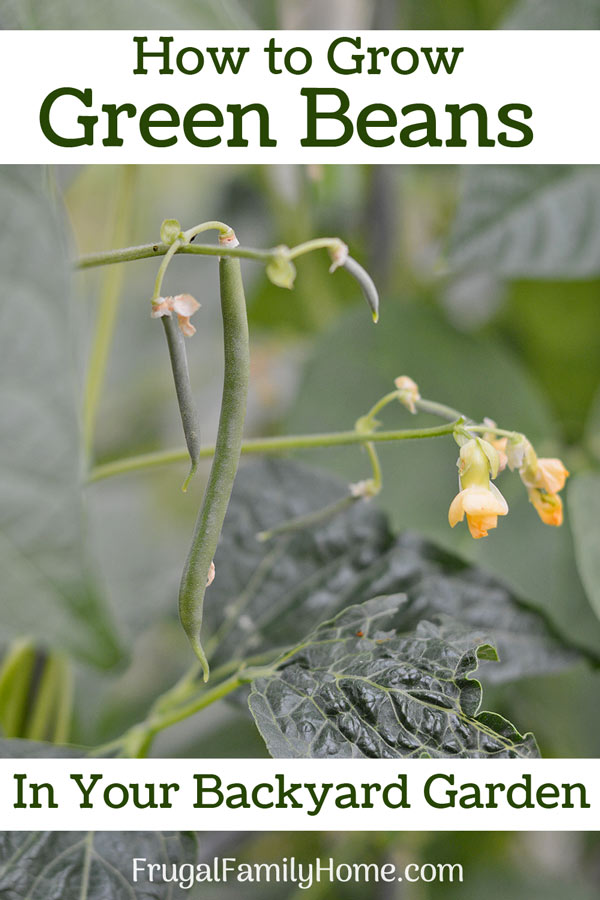 How to grow green beans banner