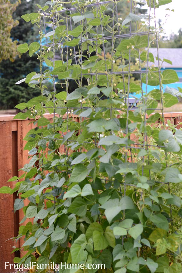 Pole green beans growing on trellis
