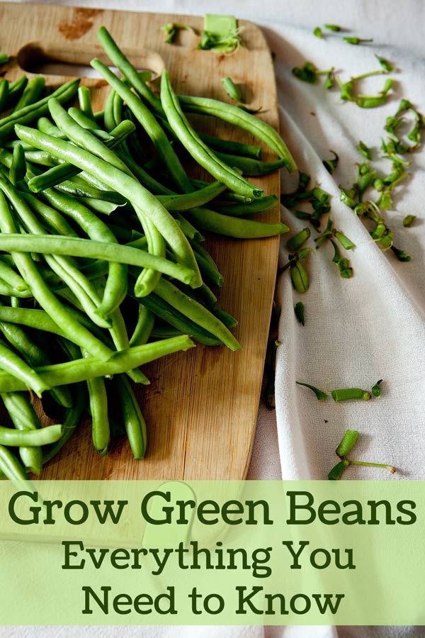 Harvested green beans on a cutting board.