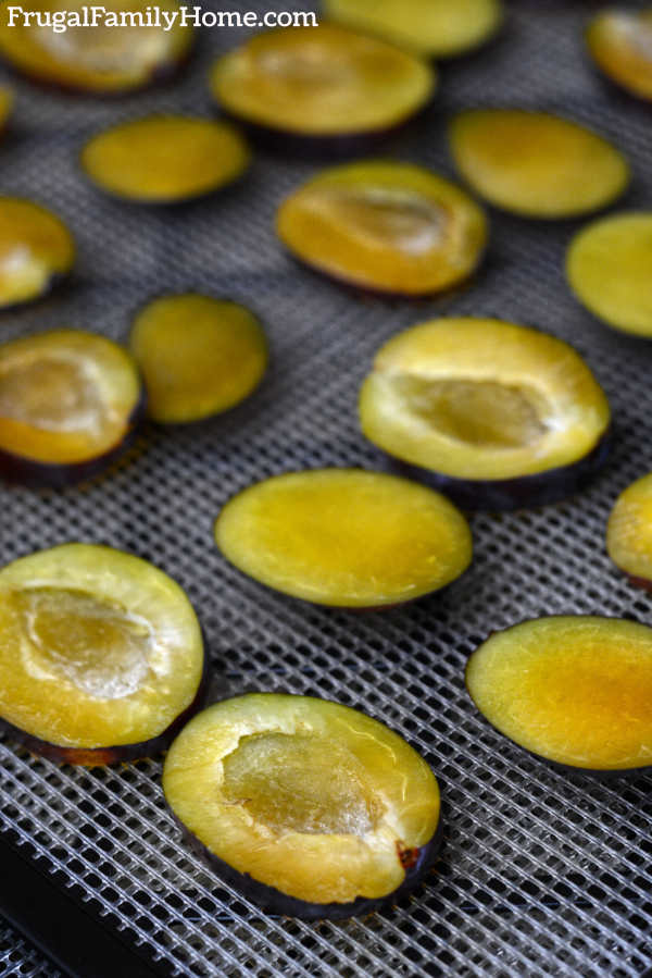 Plums pitted and ready to dehydrate