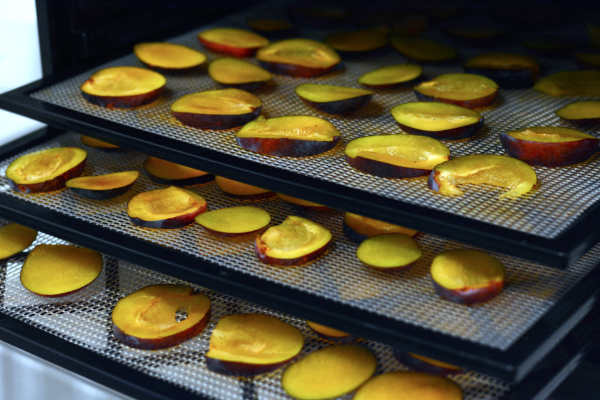 Plums in dehydrator ready to dry.