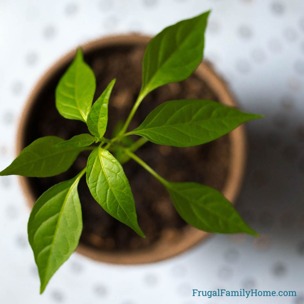 Pepper plant growing in a container.