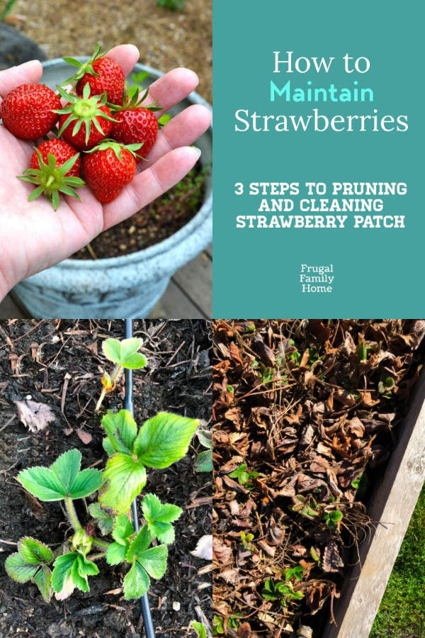 The three steps to clean up a strawberry patch