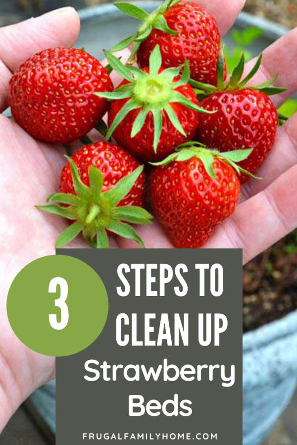 Strawberries grown in the backyard garden.