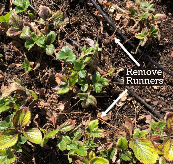 Should I Cut Off Runner Plants From My Strawberries?  