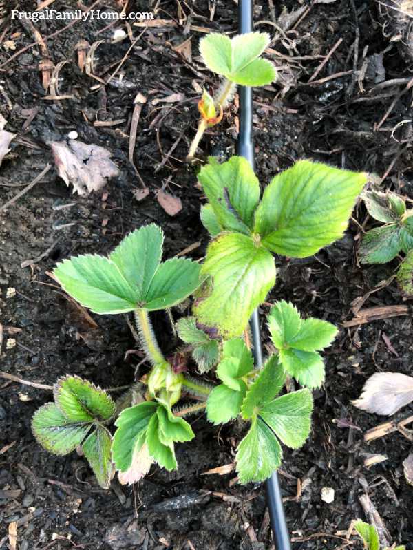 The strawberry plant after pruning