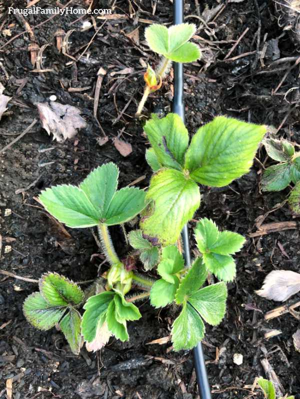 baby strawberry plant