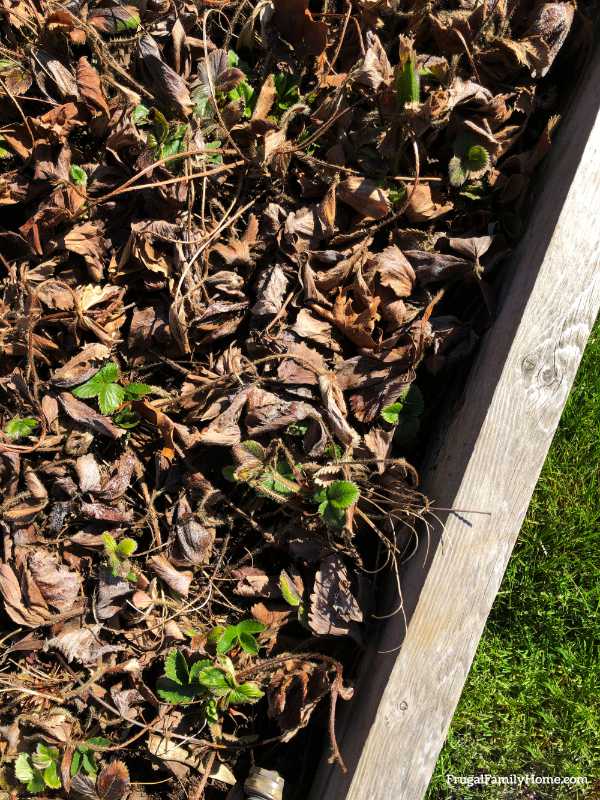 The strawberry patch before cleaning