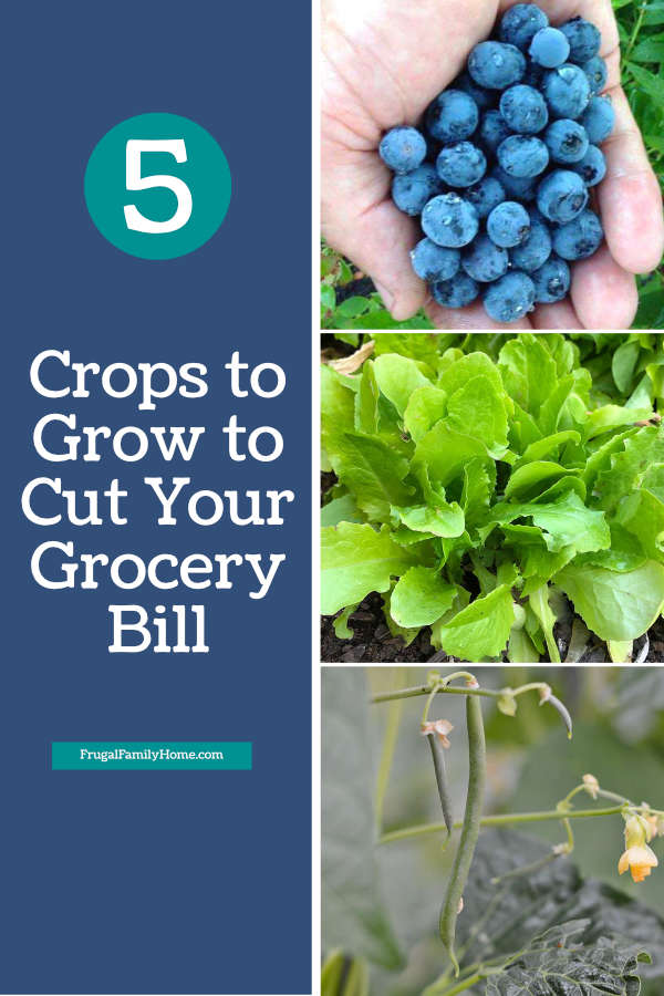 cut your grocery spending with these crops photo.