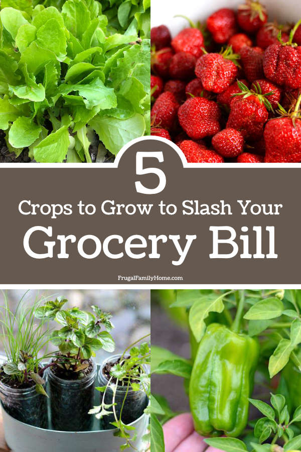 5 Crops to Grow to Cut Your Grocery Bill