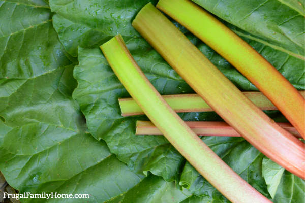 rhubarb stalks and leaves