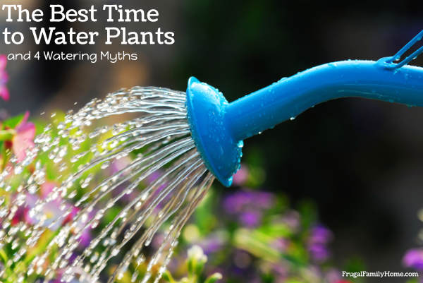 water plants with a watering can