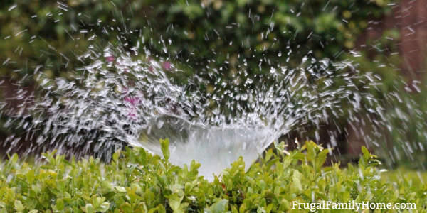 a sprinkler watering plants