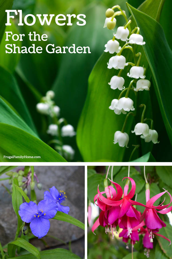 8 flowers for your shade garden