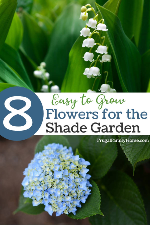 8 easy to grow flowers for a shade garden