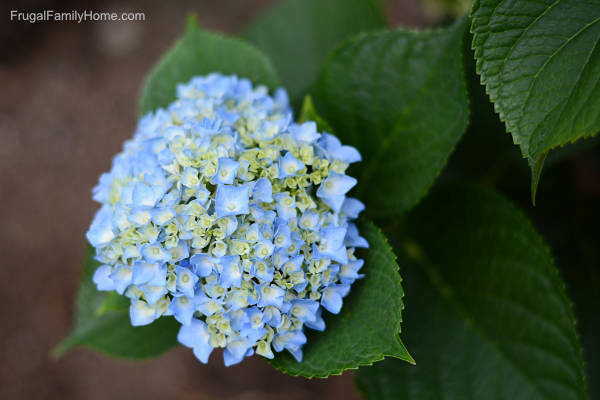 Hydrangea bloom