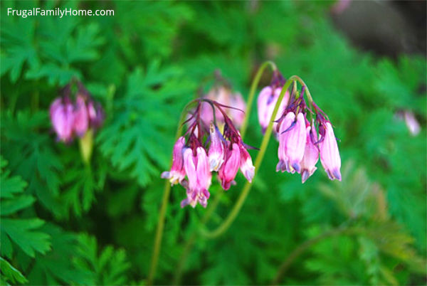 bleeding heart bloom