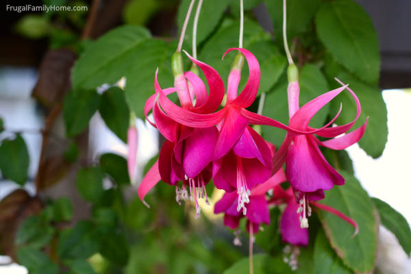 fuchsia bloom