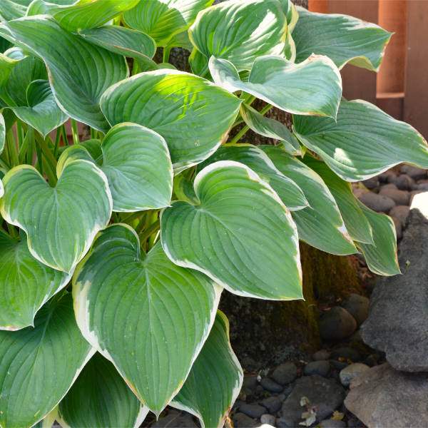 Hosta plant