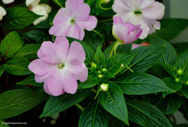 impatiens bloom