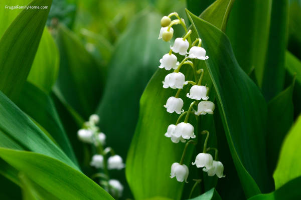 Lily of the valley bloom
