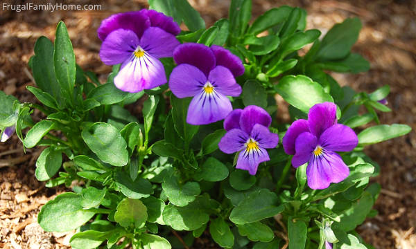 Pansy blooms