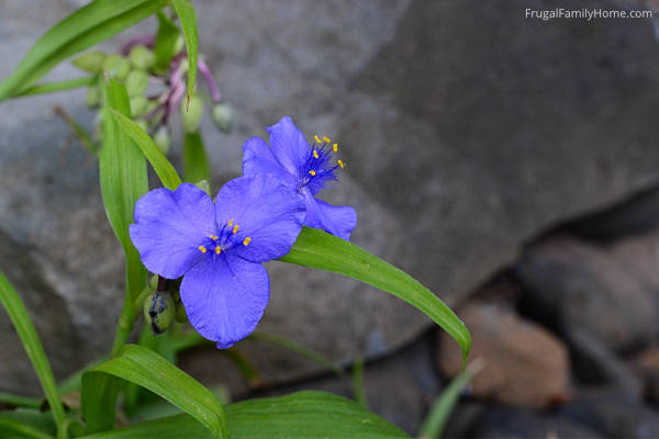 Spider wort bloom