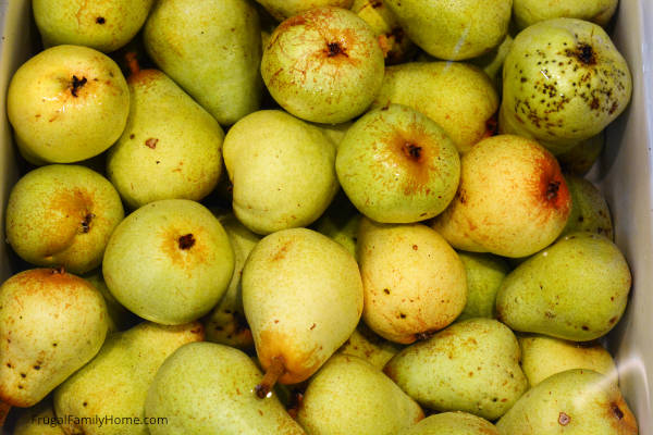 pears in the sink to wash before drying