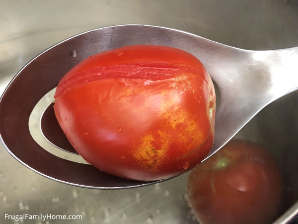 The skin split on a tomato for canning