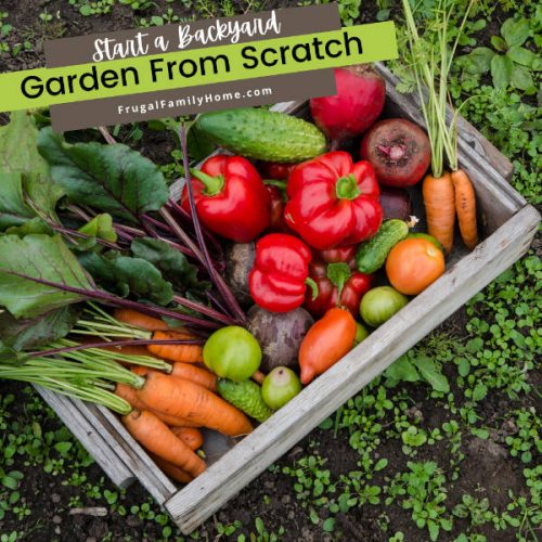 How to Start a Vegetable Garden from Scratch, Beginner Backyard